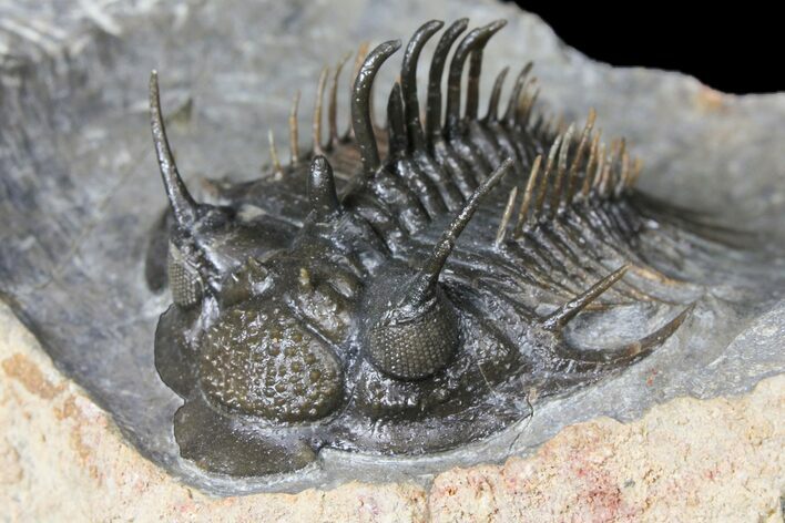 Spiny Comura Trilobite - Exceptional Preparation #131289